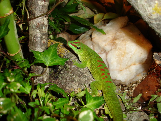 Phelsuma Madagascariensis Grandis (R).jpg