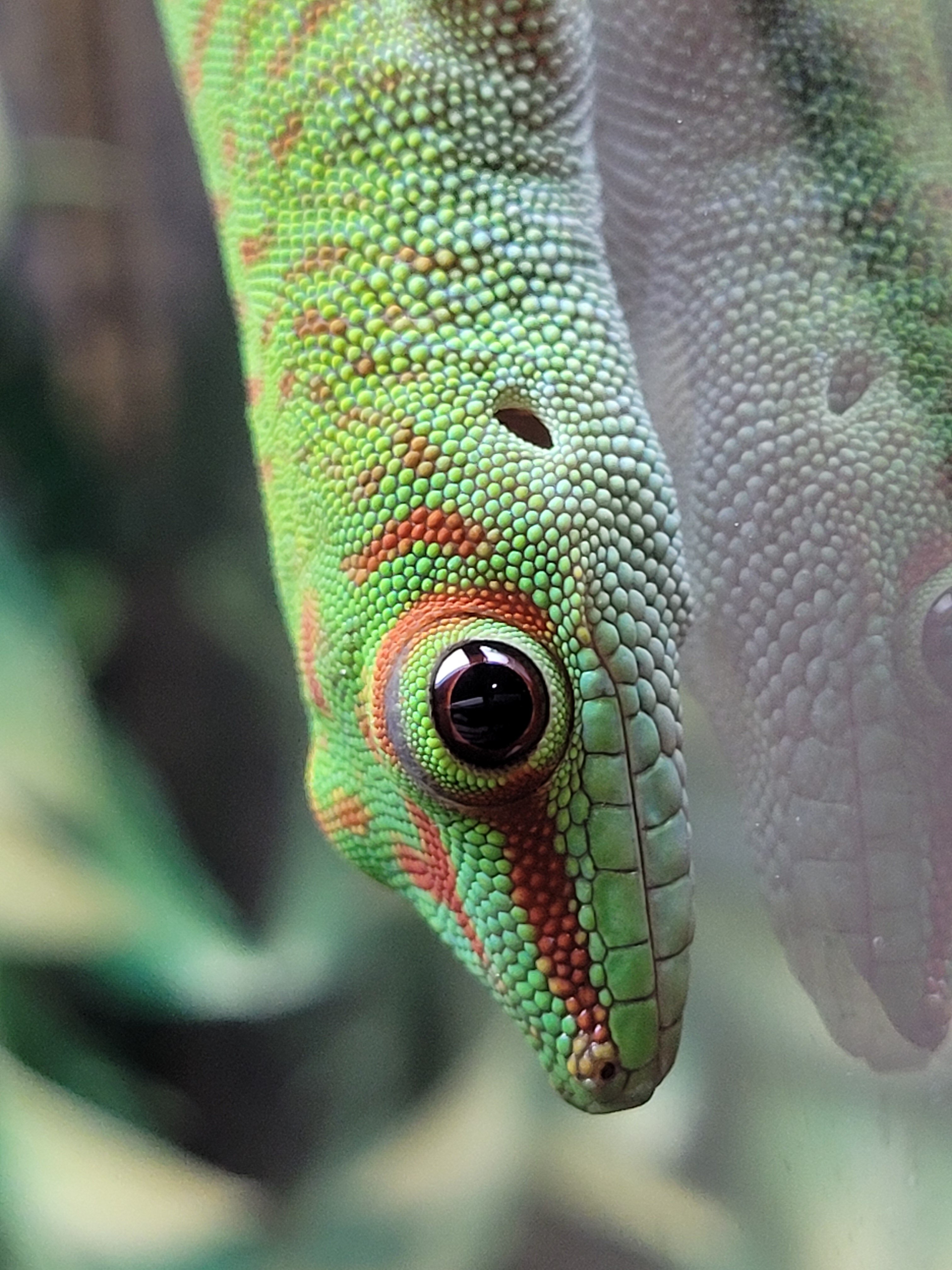 Phelsuma