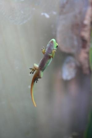 phelsumas 003 min.jpg