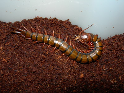 philippines comiendo.jpg