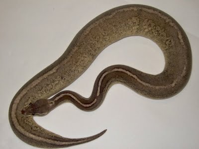 phoca thumb l Black Pewter paradox (9)