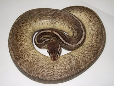 phoca thumb l Black Pewter paradox