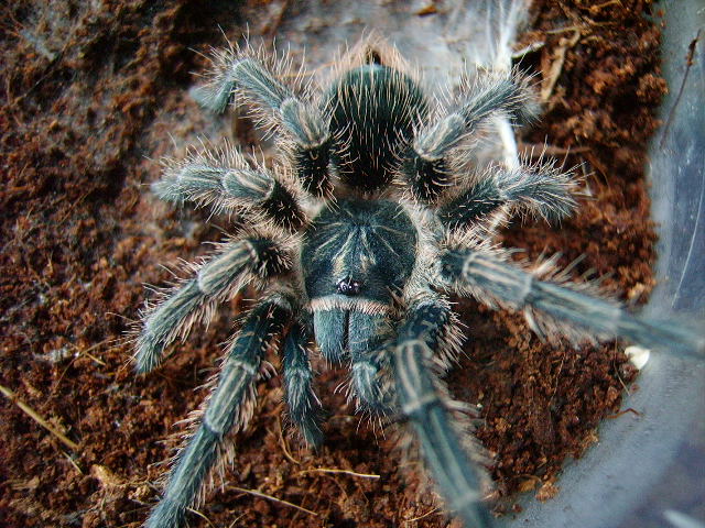 phormictopus antillensis.jpg