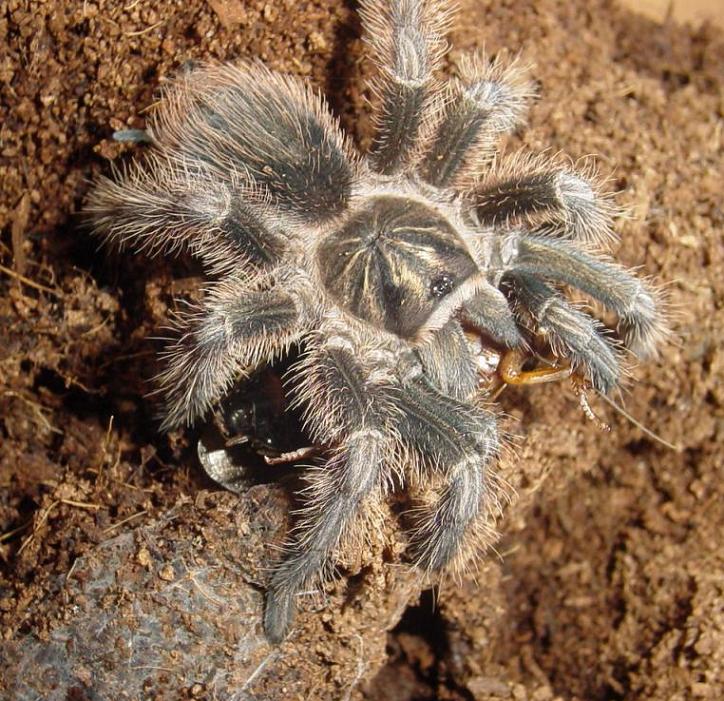 phormictopus antillensis3.JPG