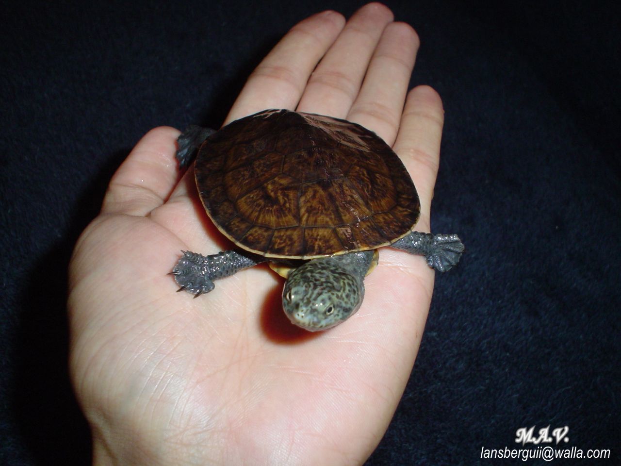 Phrynops nasutus. 08-05-04.JPG