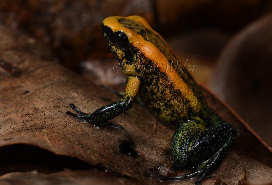 Phyllobates bicolor fb1.jpg