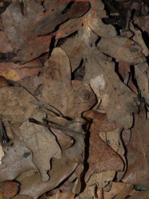 Phyllocrania Paradoxa.1.jpg