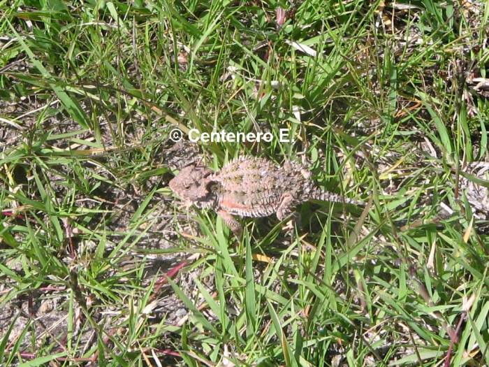 Phynosoma orbiculare.jpg