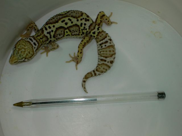 PICT5405 [640x480].JPG