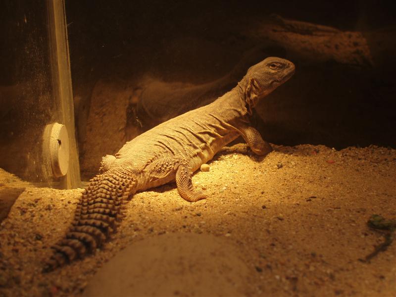 picture 005 (Medium).jpg