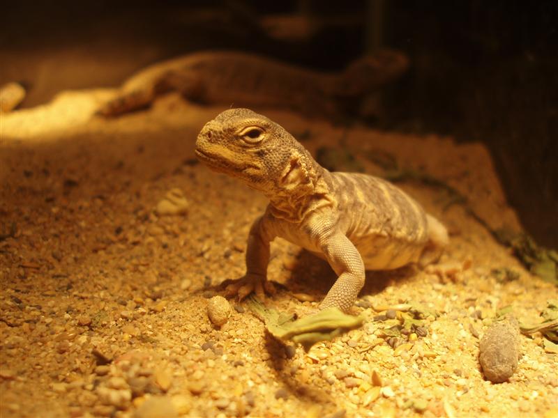 picture 010 (Medium).jpg