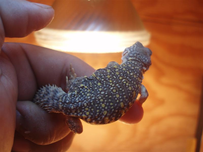 picture 015 (Medium).jpg