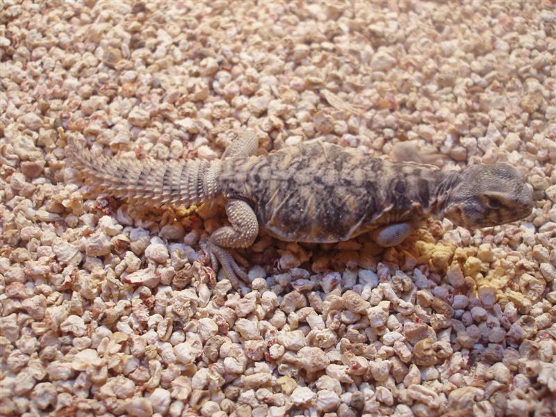 picture 017 (Medium).jpg