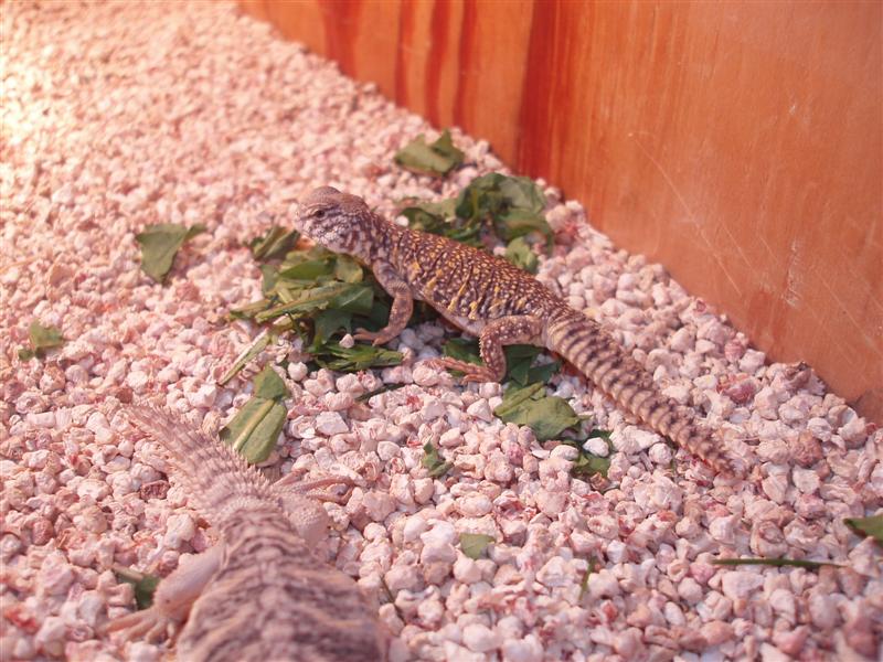 picture 025 (Medium).jpg