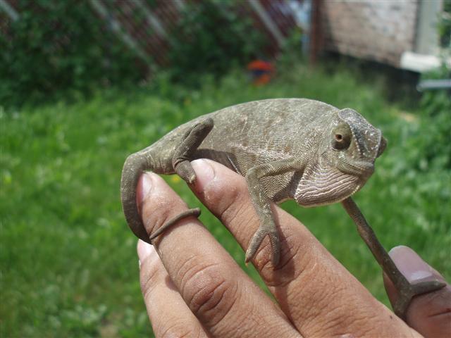 picture 062 (Small).jpg