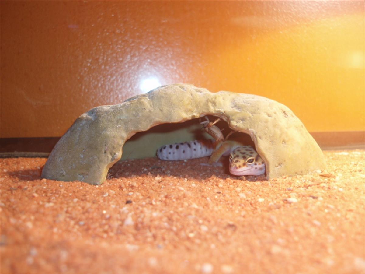 Picture 174 (Custom).jpg