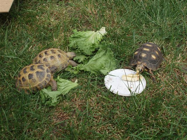 Picture 185 (Small).jpg