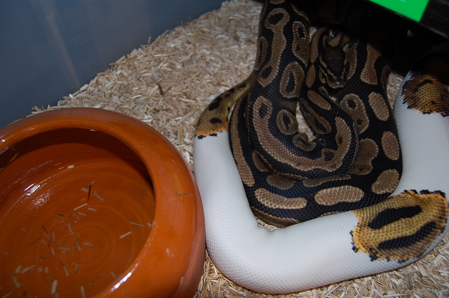 pied x het pied 26-12-09.JPG