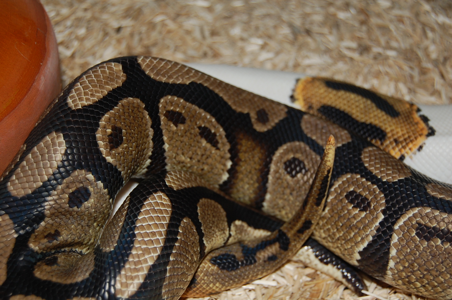 pied X het pied .....JPG