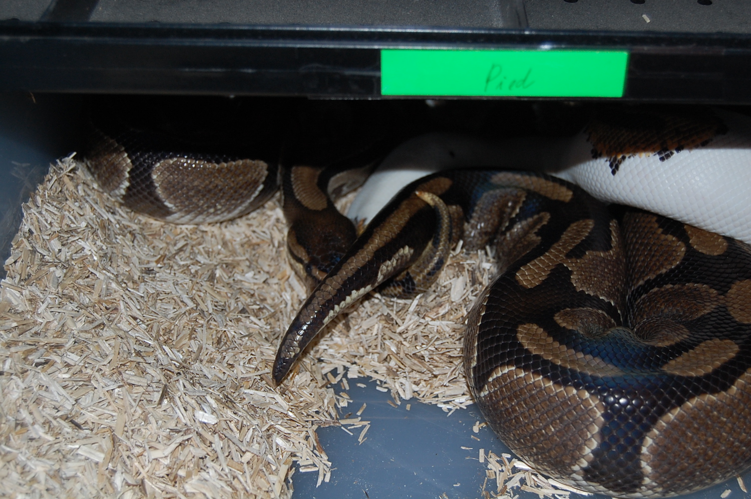 Pied X nominal 2. 31-12-09.JPG