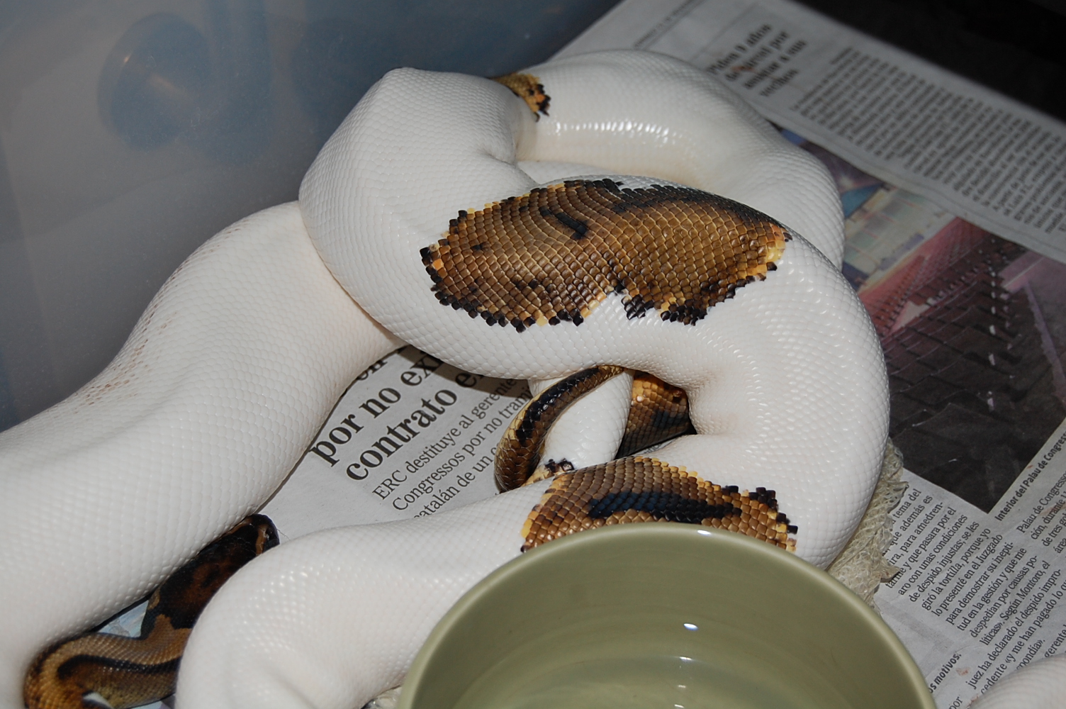 pied x pied 28-11-2010.JPG