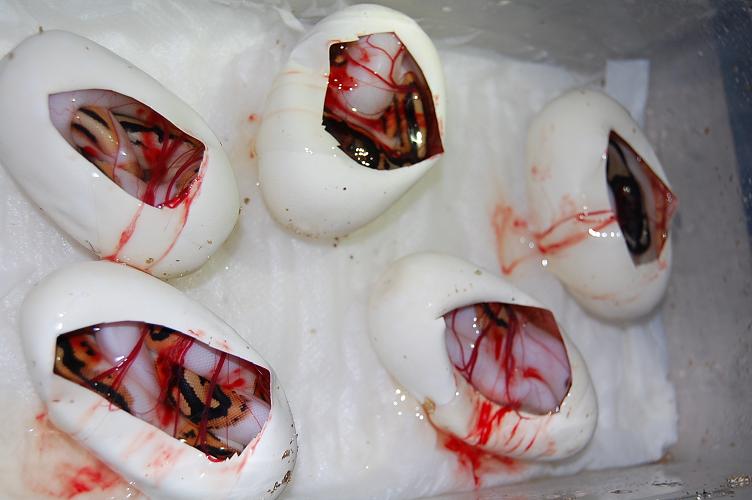 pieds 18-9-2012 (2).jpg