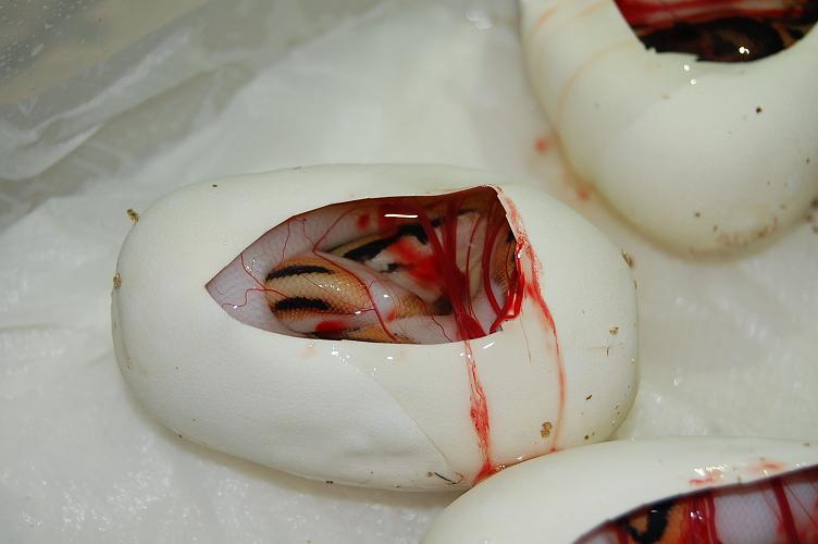 pieds 18-9-2012 (3).jpg