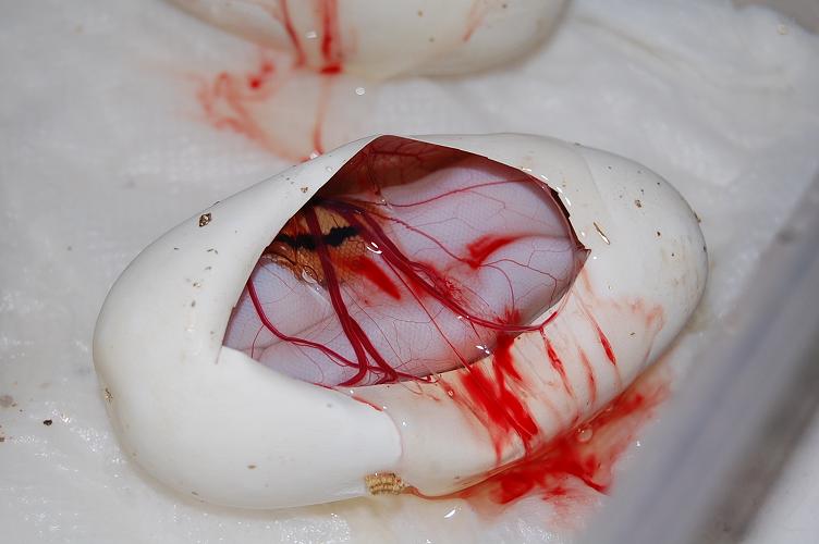 pieds 18-9-2012 (6).jpg