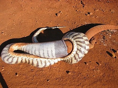 pilbara_snake_05.jpg
