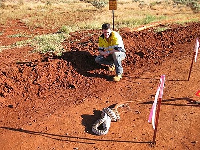 pilbara_snake_06.jpg