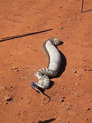 pilbara_snake_11.jpg