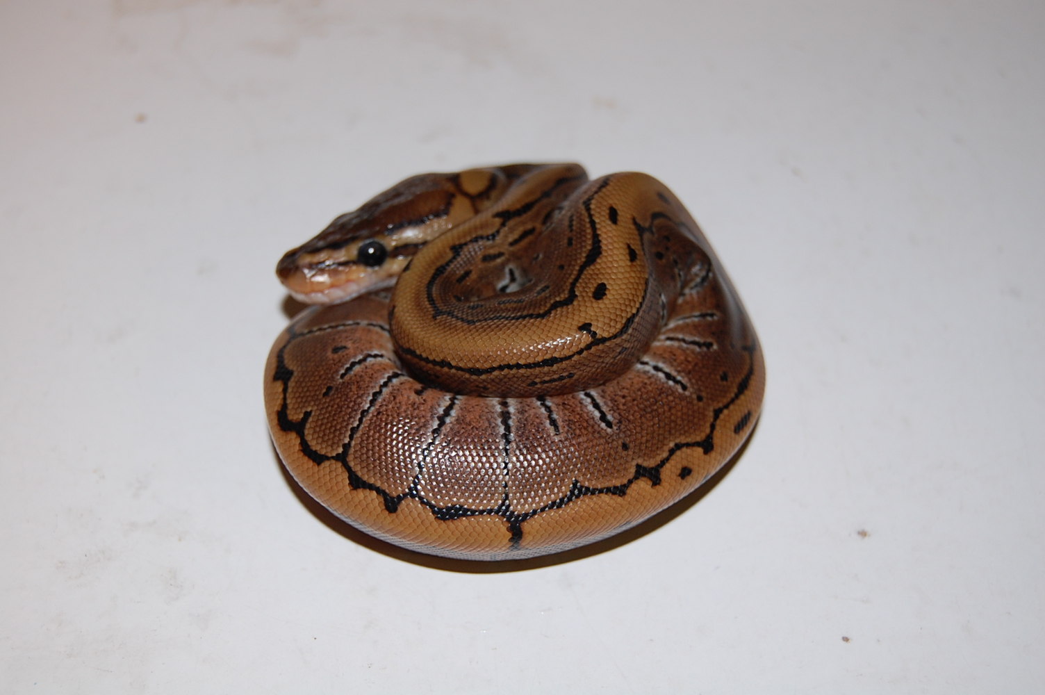 Pin 1 - 20.09.2010.JPG