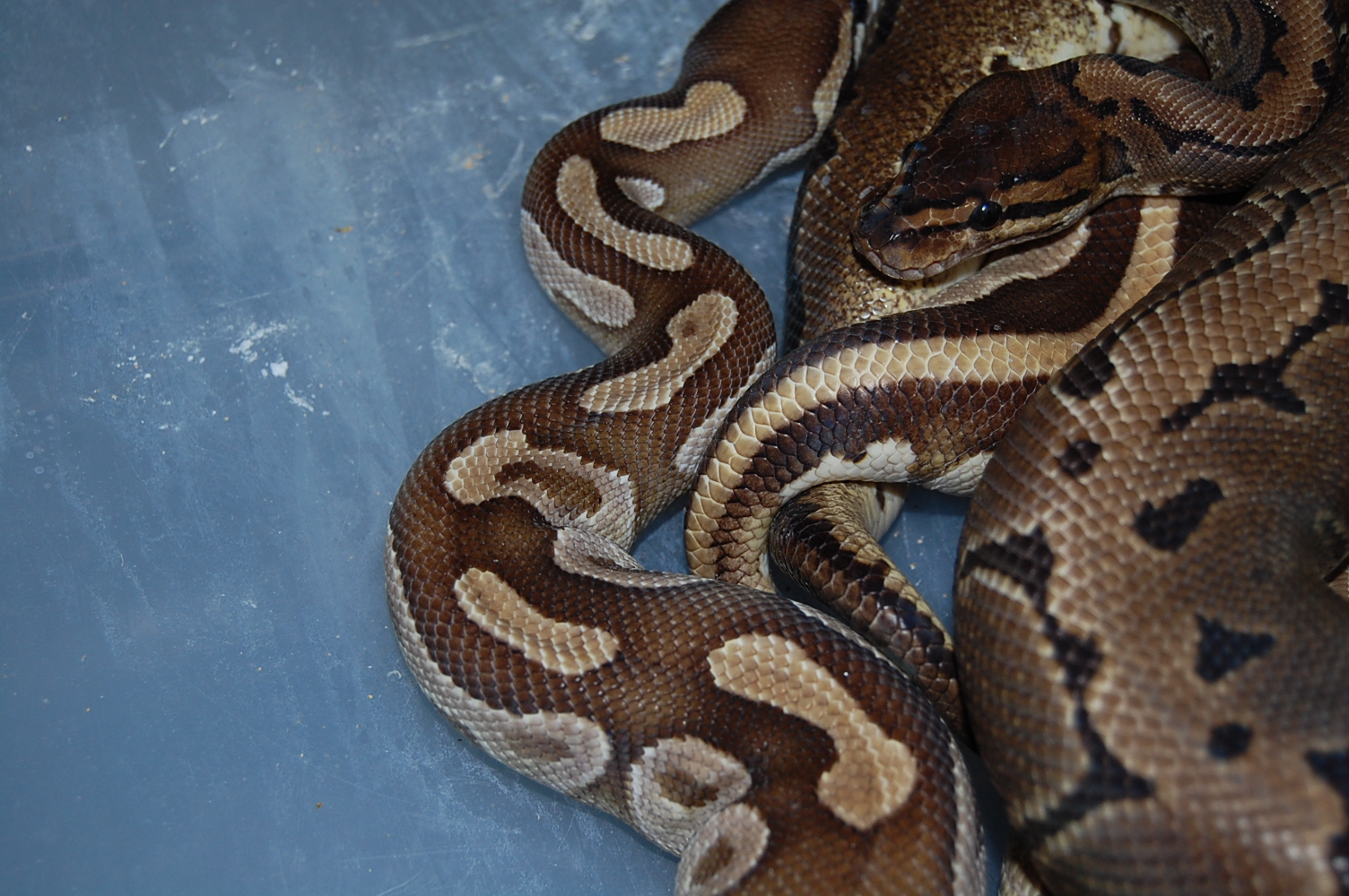 pin x mojo 25-11-2010 (3).JPG