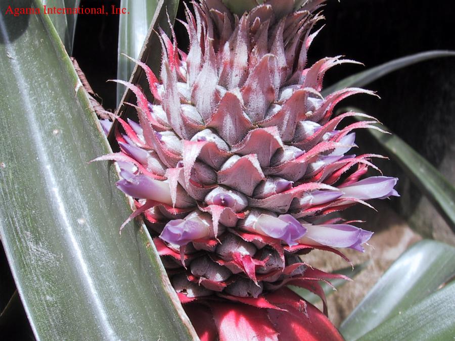 Piña como método de control de la temperatura