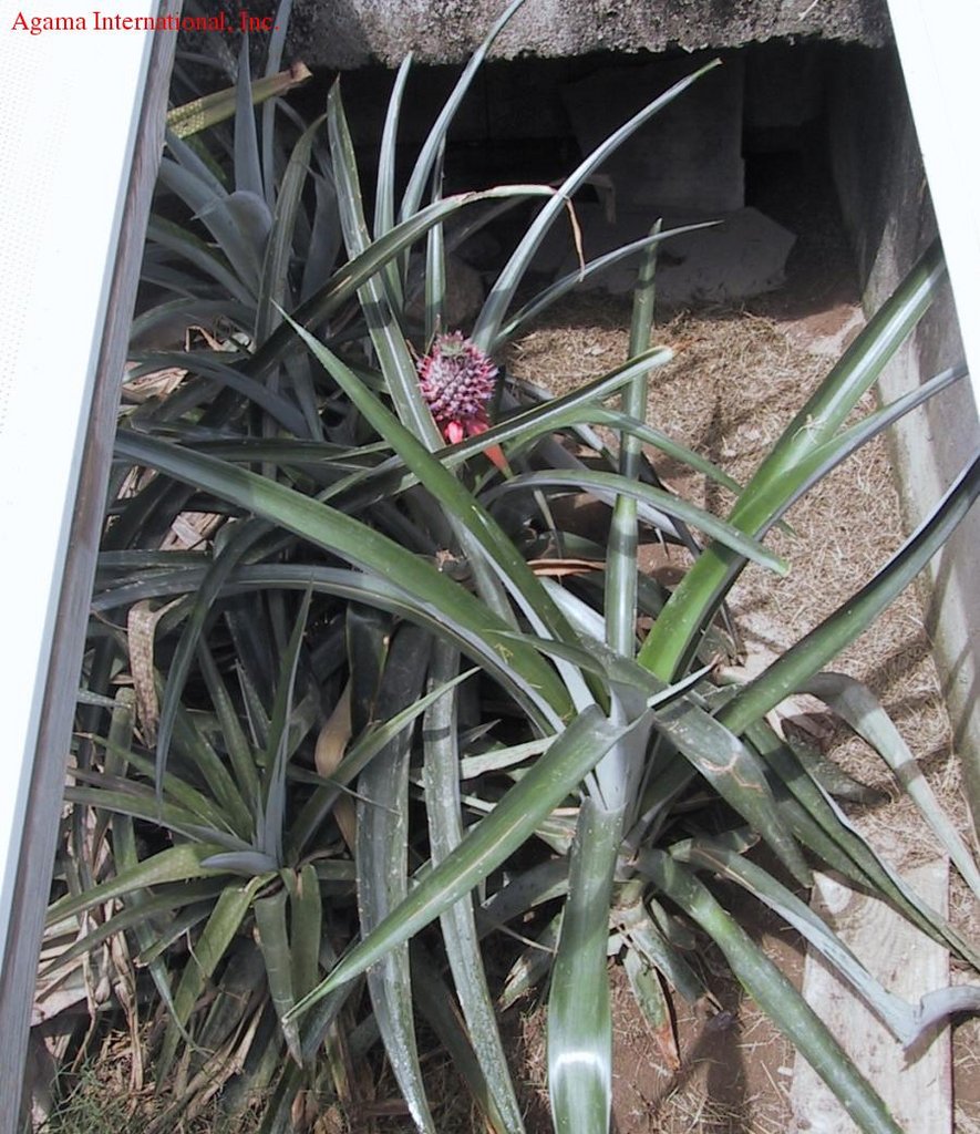 Piña como método de control de la temperatura