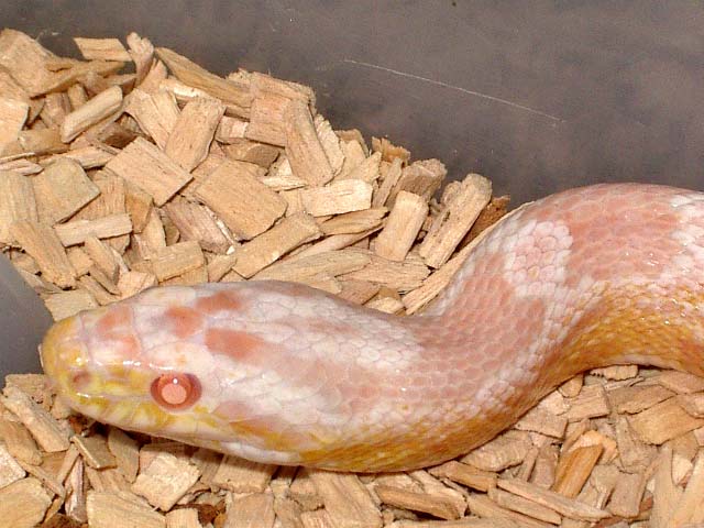 Pink snow cabeza.JPG