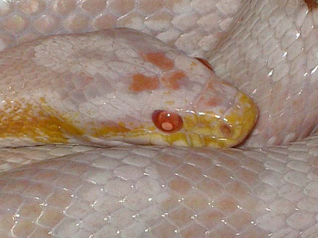 pink snow cabeza.jpg