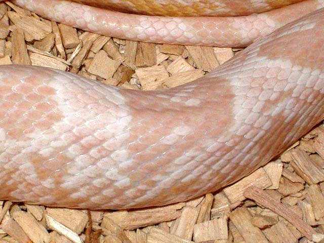 Pink snow cuerpo.JPG