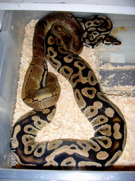 Pinstripe x Pastel.jpg