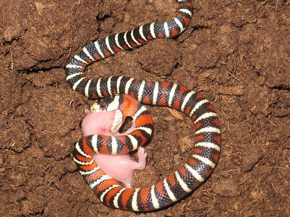 piromelana reduc.jpg