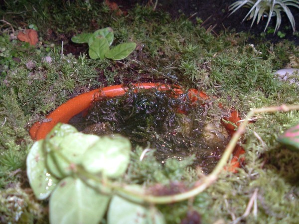 piscina (600 x 450).jpg