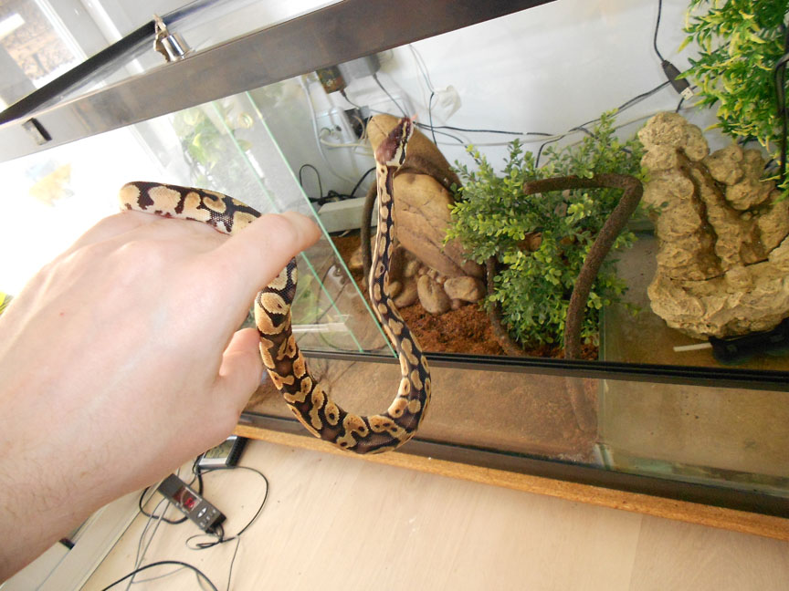 Piton Regius Fase Pastel