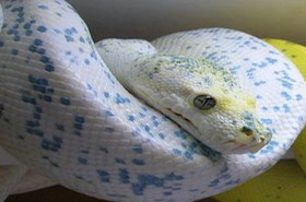 Piton verde calico (Morelia viridis)