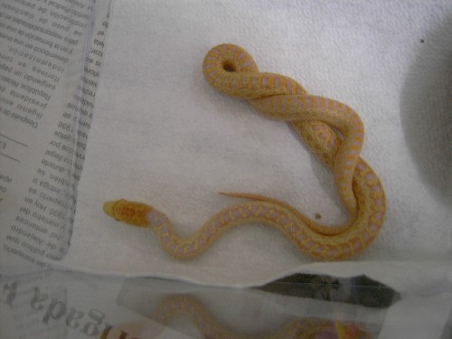 pitophis applegate macho mio 1.JPG