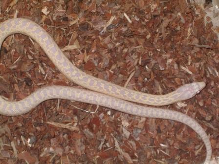 pituophis c.anectens snow.JPG