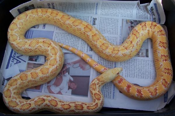 pituophis catenifer affinis albina adulta