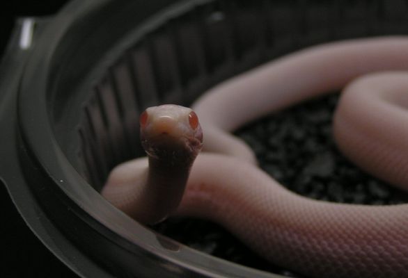 pituophis catenifer affinis blizzard