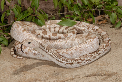 Pituophis catenifer affinis ghost 2