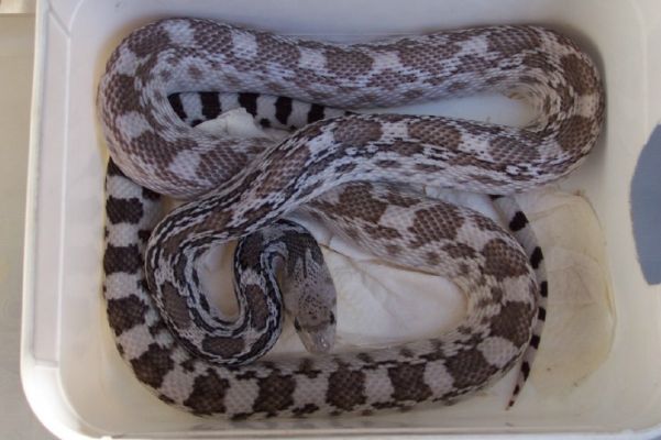 Pituophis catenifer affinis ghost
