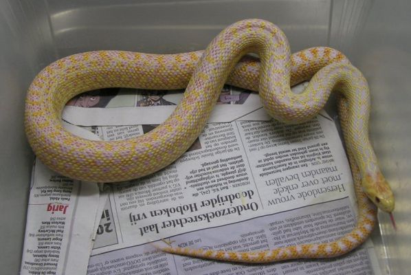 pituophis catenifer affinis purple albina